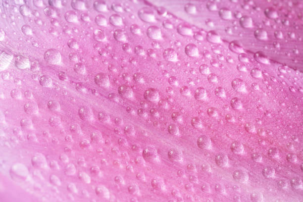 istock Purple petal background with water drops 1487022985