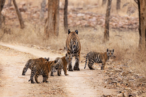 Royal Bengal Tiger, Panthera tigris tigris, female, cubs, Panna Tiger Reserve, Madhya Pradesh, India,