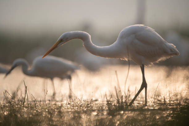 Great Egret Fishing in morning -Closeup in Lakeside stock photo