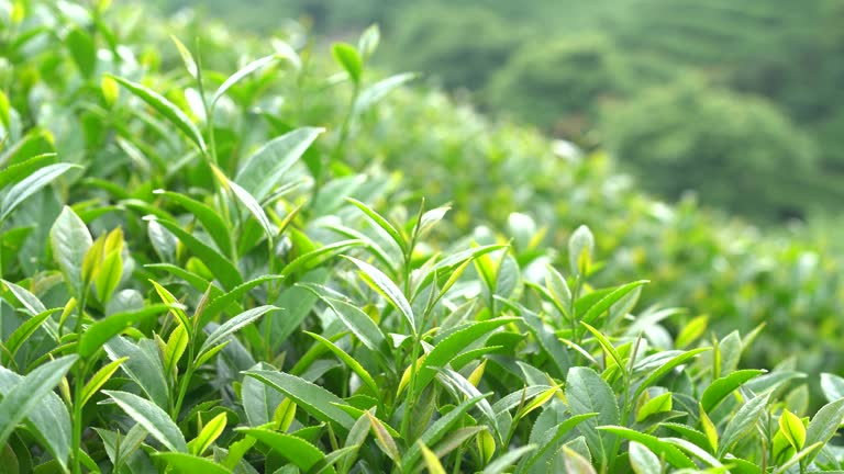 Tea leaves grow in abundance in spring