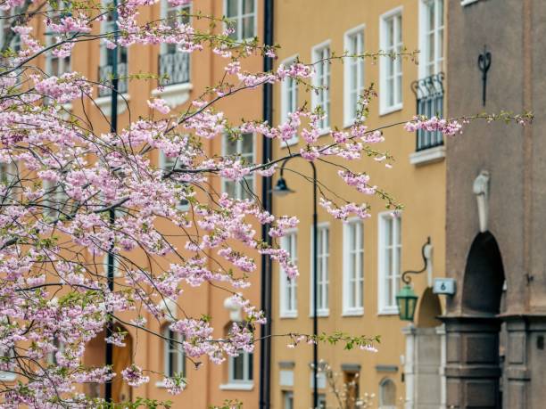 istock Blossoming cherry tree with pink flowers 1487030935