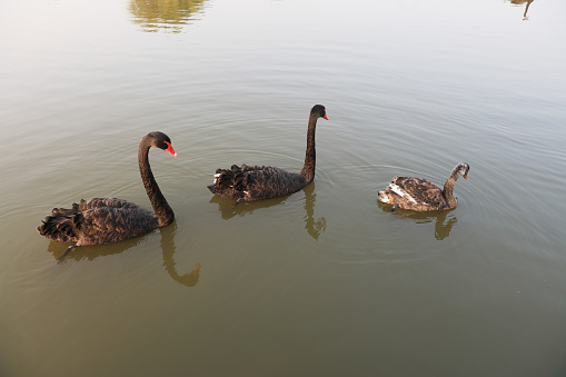 Several black swans were swimming in the water