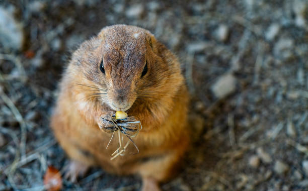 istock Cute Prairie dog eating corn seed 1487031259