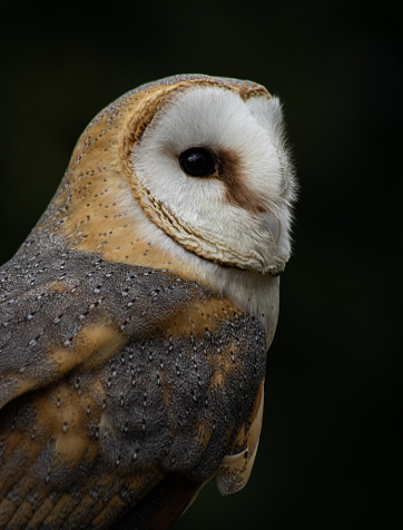 An Owl Face