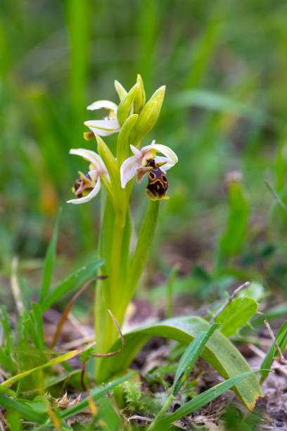 Wild orchid; scientific name; Ophrys minutula