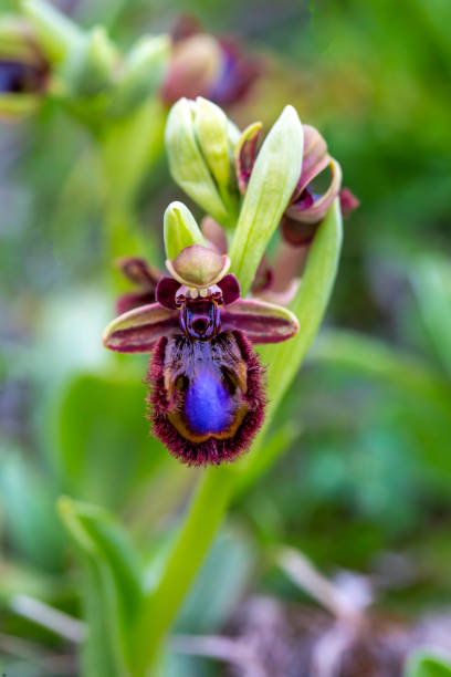 istock Wild orchid, scientific name; Ophrys speculum 1487033521