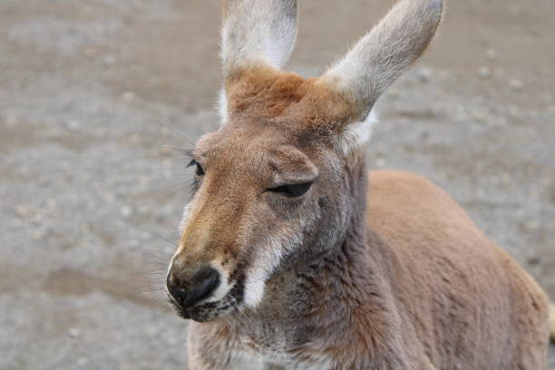 istock Close up portrait of a Kangaroo 1487033955
