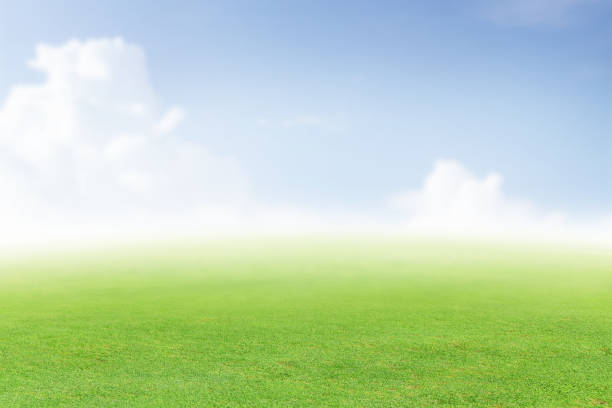istock Lush green summer landscape with field and sky 1487035257