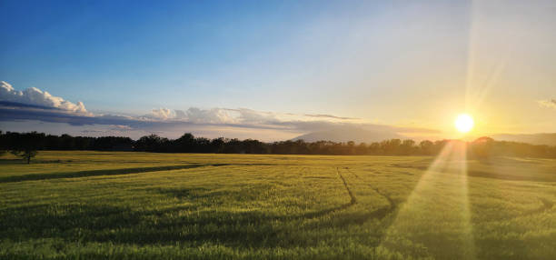 istock Fields illuminated by the setting sun, a calm evening in the Spanish countryside. 1487036388