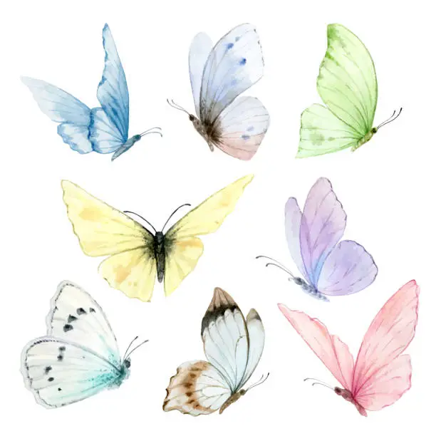 Vector illustration of Watercolor set of bright hand-painted butterflies. Design for the decoration of postcards, invitations, greeting cards, birthday, souvenirs, weddings.