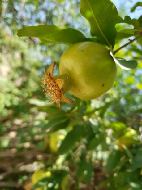 istock The promise of pomegranate 1487037594