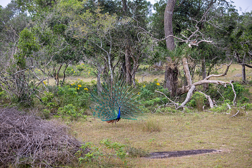 View to a dancing peacock in the jungle in the Wilpattu National Park in Sri Lanka