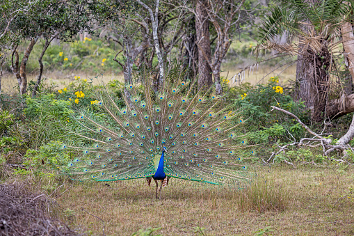 Front view to a dancing peacock