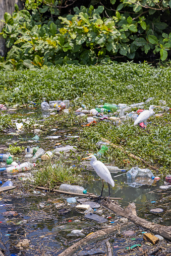 Negombo, Western Province, Sri Lanka - March 9th 2023:  White egret standing in a small lake which is a garbage dump at the beach behind a beach hotel