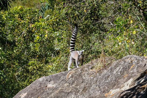 View of a group of ring tailed lemurs with a young individual hugging its mother.