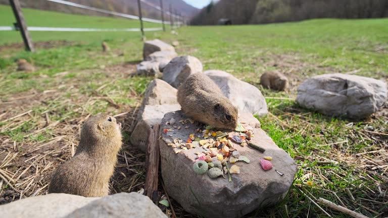Gophers eating together on small stones food from humans