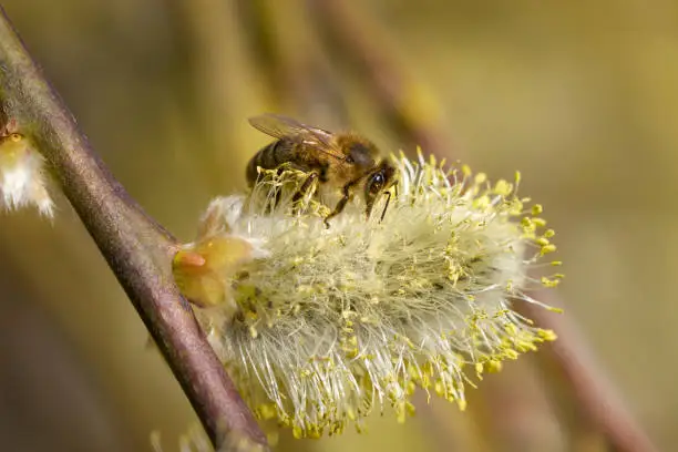 Photo of Honey bee on a nearly withered willow catkin in spring