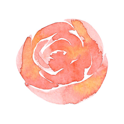 Pink abstract rose. Hand drawn watercolor isolated on white background. Can be used for cards, patterns, label