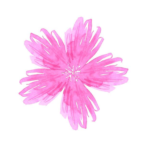 istock Pink abstract daisy. Hand drawn watercolor isolated on white background. Can be used for cards, patterns, label. 1487040914