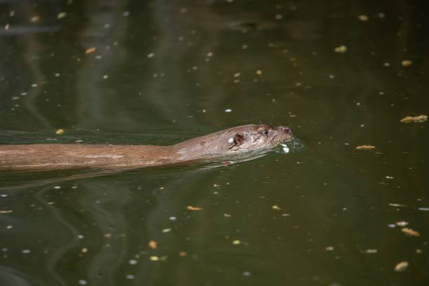 istock Otter swimming in the water in Germany 1487041560