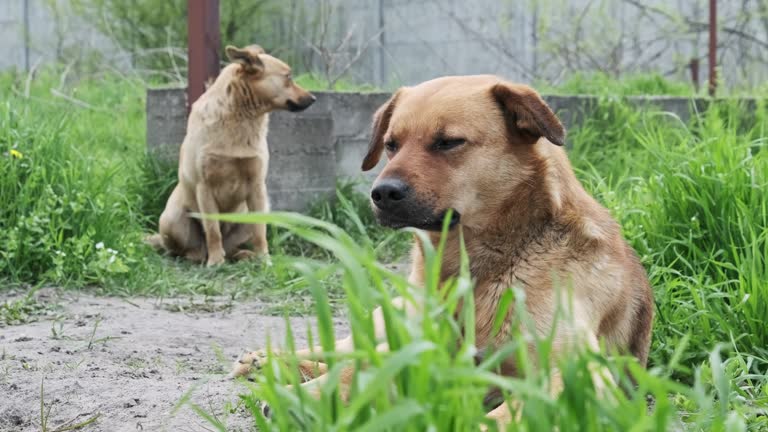 Two Stray Dogs Resting on the Ground and Sadly Looking Around, Close-Up