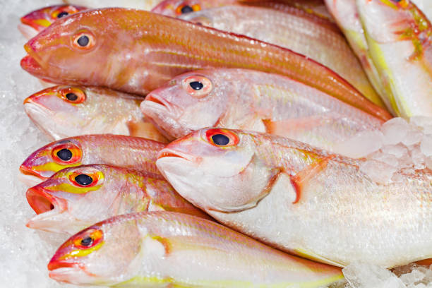 istock Sultanka fish whole raw, chilled on ice, on market, selective focus 1487043566