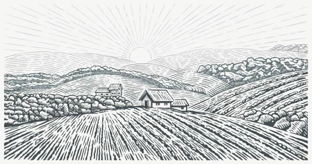 stockillustraties, clipart, cartoons en iconen met rural landscape with the village house and agricultural fields, drawing in graphic style. - oogsten