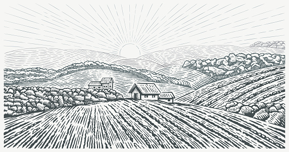 Rural landscape with the village house and  agricultural fields,  with hills drawing in graphic style. Vector Illustration.