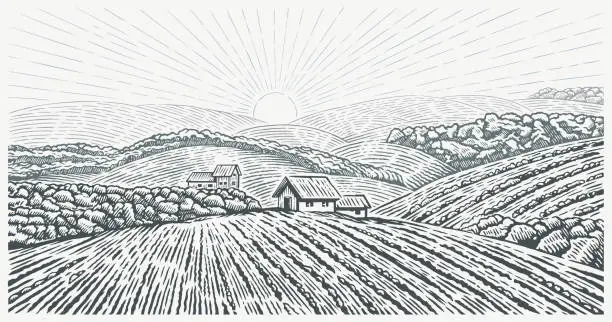 Vector illustration of Rural landscape with the village house and  agricultural fields, drawing in graphic style.