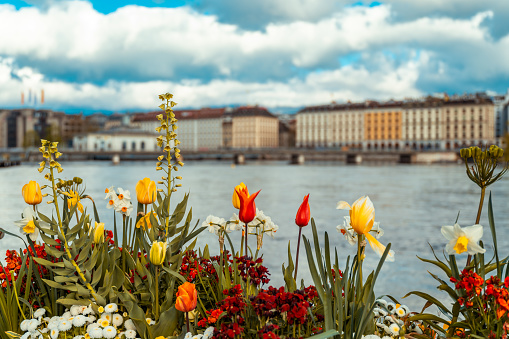 Panoramic view of Geneva city with flowers in foreground, Switzerland