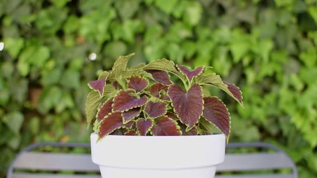Coleus, Coleus plant in a pot.