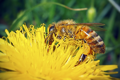 Apis mellifera Western Honey Bee Insect. Digitally Enhanced Photograph.