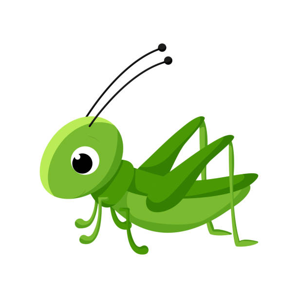 cartoon grasshopper. vector insect illustration isolated on white background. - cırcır böceği böcek stock illustrations