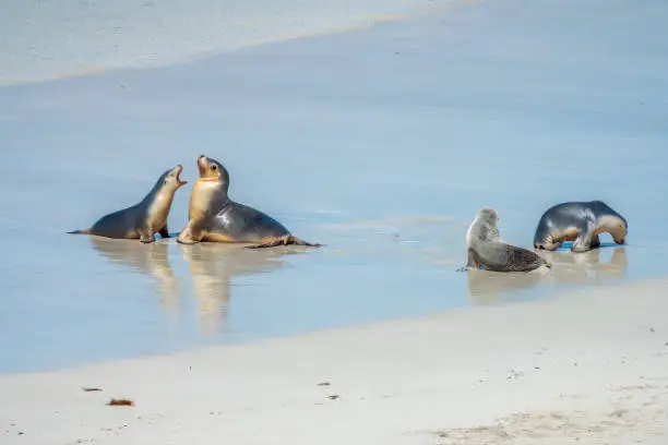 Photo of Australian sea lion (Neophoca cinerea) colony, the only endemic pinniped in Australia. Seal Bay Conservation Park, Kangaroo Island, South Australia