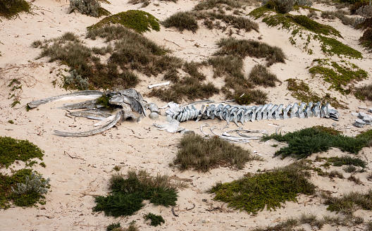 Humpback whale skeleton, Seal Bay Conservation Park, Kangaroo Island, South Australia
