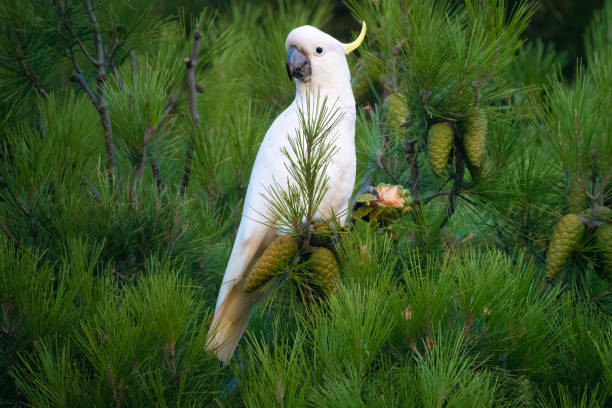 istock Sulphur-crested cockatoo (Cacatua galerita) eating pine cones, Second Valley, Fleurieu Peninsula, South Australia 1487048466