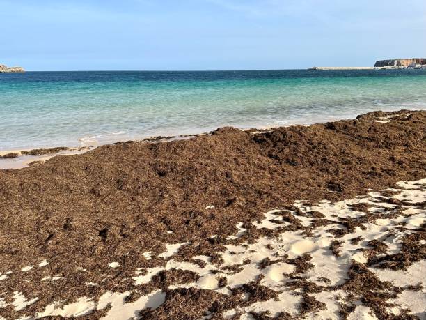 invasive brown algae on sandy beach - sandy brown fotos imagens e fotografias de stock