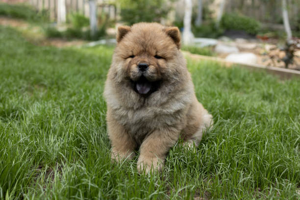 草の上に座っているチャウチャウの子犬の接写。 - chow domestic animals animal beautiful ストックフォトと画像