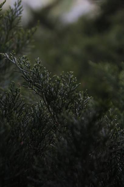 istock Vertical closeup of a lush green tree in a park 1487055229