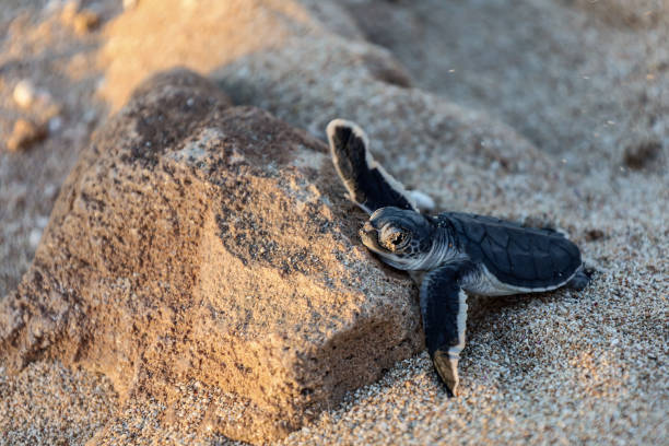 istock Baby turtle resting on a little rock 1487055332