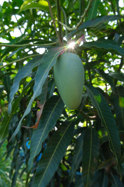 istock Fair light from the sun beside the mango. 1487055355