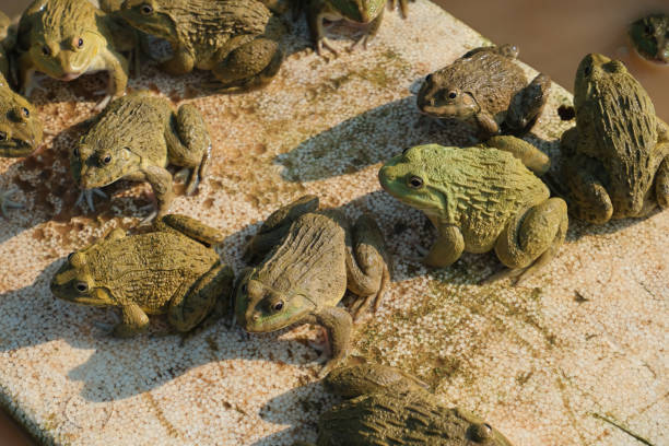 sunlight shines on the frogs in the pond. - frog water lily pond sunlight imagens e fotografias de stock