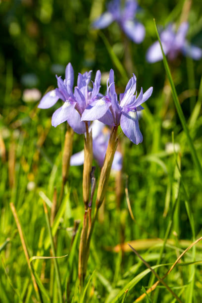 istock Wild flower, scientific name; moraea sisyrinchium 1487056846