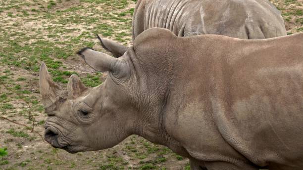 istock Southern white rhinoceros (Ceratotherium simum simum). 1487057273
