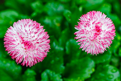Pink white bruisewort asteraceae perennial daisy, on green background, selective focus