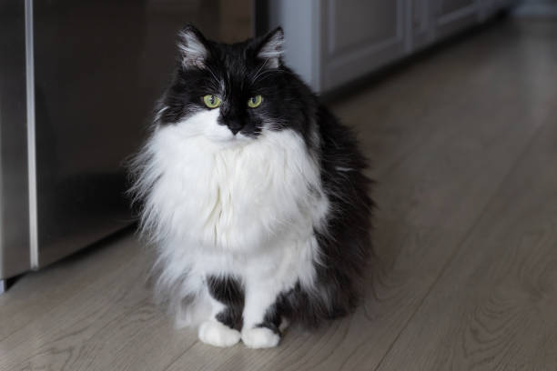 White and black cat sitting near gray fridge in the kitchen