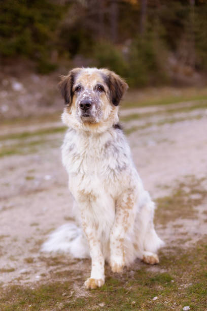 istock Happy big dog sitting in spring park, paw up 1487060285
