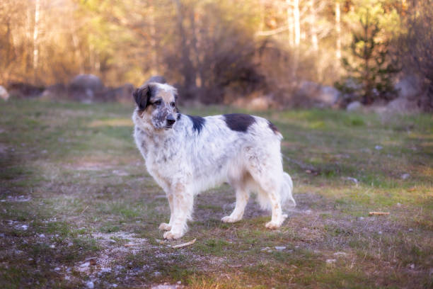 istock Big dog standing and looking the forest 1487060313