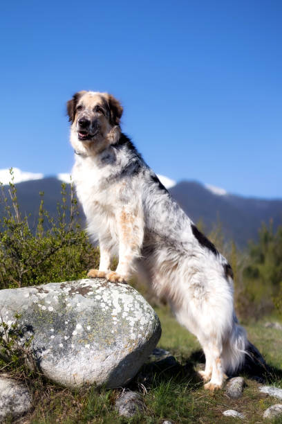 istock Big fluffy dog on the stone, snow mountains view 1487060380