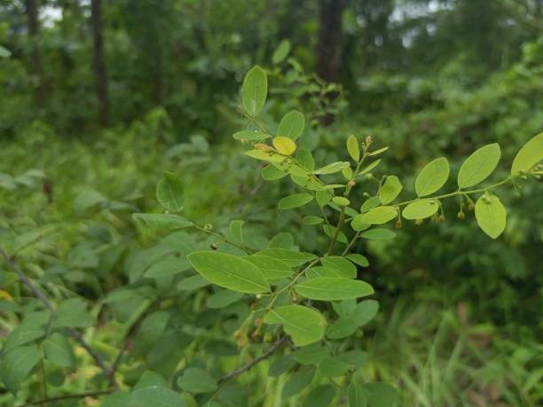 istock natural green leaf in wild nature forest 1487060806